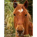 Wild and Free: Horses of the Outer Banks